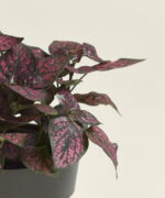 1600721-1.jpg
