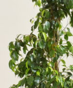 1600731-1.jpg